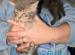 Smokey - American Shorthair Kitten For Sale - 