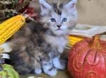 TICA torbie female - Maine Coon Kitten For Sale - 