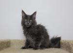 Lucifer - Maine Coon Kitten For Sale - NY, US