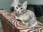 Kitten - Domestic Kitten For Sale - 