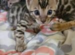 Silver  charcoals Bengal cuties - Bengal Kitten For Sale - Valley Springs, CA, US