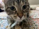 Amber - Domestic Cat For Sale - 