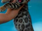 Chanel - Bengal Kitten For Sale - Temecula, CA, US