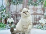 Drago3 - Scottish Straight Kitten For Sale - NY, US