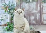 Darin2 - Scottish Straight Kitten For Sale - NY, US