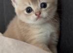 Simba - British Shorthair Kitten For Sale - Fairfax, VA, US