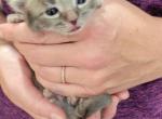 Harlow Babies - American Longhair Kitten For Sale - Denver, CO, US