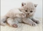 PURE BREED BRITISH SHORTHAIR FOR SALE - British Shorthair Kitten For Sale - CT, US