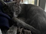 Rose - American Shorthair Cat For Adoption - TX, US