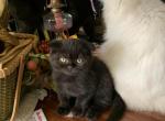 Kit - Scottish Fold Kitten For Sale - Levittown, PA, US