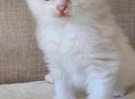 Ragdoll Female - Ragdoll Kitten For Sale - 