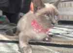 Faith - Siamese Kitten For Sale - Crete, IL, US