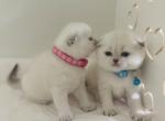 ALFIE SCOTTISH FOLD - Scottish Fold Kitten For Sale - 