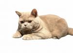 Charming Romeo aka Charlie - British Shorthair Kitten For Sale - Manville, NJ, US