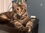 Sophia - Maine Coon Cat For Sale - 