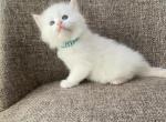 Boy Siberian Red Point Purebred - Siberian Kitten For Sale - 