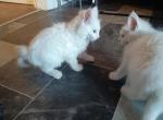 Jimmy And Lilly - Maine Coon Kitten For Sale - Manteca, CA, US