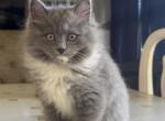 Mila - Ragdoll Kitten For Sale - Novi, MI, US