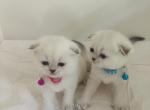 ALICE SCOTTISH FOLD - Scottish Fold Kitten For Sale - 