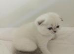 ALFIE SCOTTISH FOLD - Scottish Fold Kitten For Sale - 