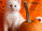 Miranda's kitten - Maine Coon Kitten For Sale - 