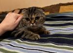 Scottish Fold female - Scottish Fold Cat For Sale - 