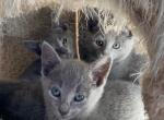 Saphire - Russian Blue Kitten For Sale - 