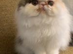 Calico - Persian Kitten For Sale - Kansas City, MO, US