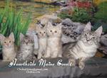 Alice and Solo's Maine Coon Boys - Maine Coon Kitten For Sale - Alturas, CA, US