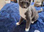 BabyGirl - Domestic Kitten For Adoption - 