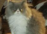 CFA registered Persian kittens - Persian Kitten For Sale - Cleveland, TX, US