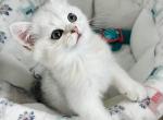 Lolas kitten 4 - Scottish Straight Kitten For Sale - Las Vegas, NV, US