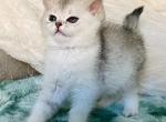 Contessa - Scottish Straight Kitten For Sale - Las Vegas, NV, US