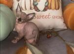 5 Sphynx babies - Sphynx Kitten For Sale - Winston-Salem, NC, US