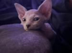 Winona - Munchkin Kitten For Sale - 