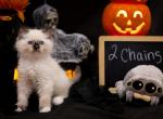 2 chains - Ragdoll Kitten For Sale - 