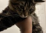 Tabby kitten - American Shorthair Kitten For Sale - 