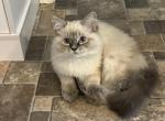 Alex - Ragdoll Kitten For Sale - Denver, PA, US