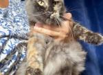 Pure Main Coon girl - Maine Coon Kitten For Sale - FL, US