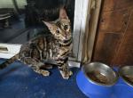 Victoria - Bengal Kitten For Sale - 