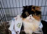 Cfa calico persian 3 yr old - Persian Cat For Sale - Woodburn, IN, US