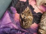 Christen - Bengal Kitten For Sale - 