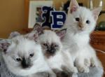 Siamese Litter - Domestic Kitten For Sale - 