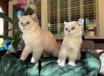 Brittesh Shorthair - British Shorthair Kitten For Sale - 