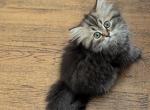 Adorable Persian CFA Registered Female Kitten - Persian Kitten For Sale - 