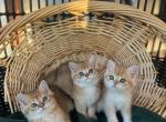 Brittesh Shorthair boys - British Shorthair Kitten For Sale - 