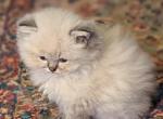 CFA Registered Male Lynx Point Himalayan - Himalayan Kitten For Sale - 