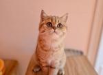 Cinnamon - Scottish Straight Kitten For Sale - Levittown, PA, US