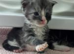 Luna Milky Way Litter - Maine Coon Kitten For Sale - Little Rock, AR, US