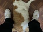 Simba - American Shorthair Cat For Adoption - Brooklyn, NY, US